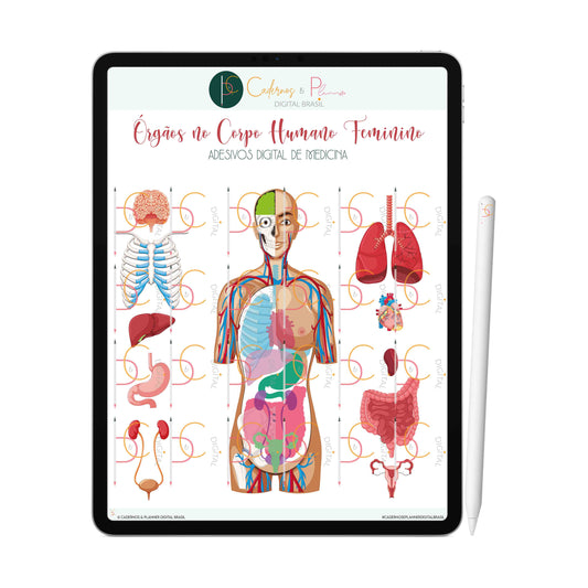 Adesivos Stickers Digital de Medicina - Órgãos no Corpo Humano Feminino • iPad Tablet • GoodNotes Noteshelf