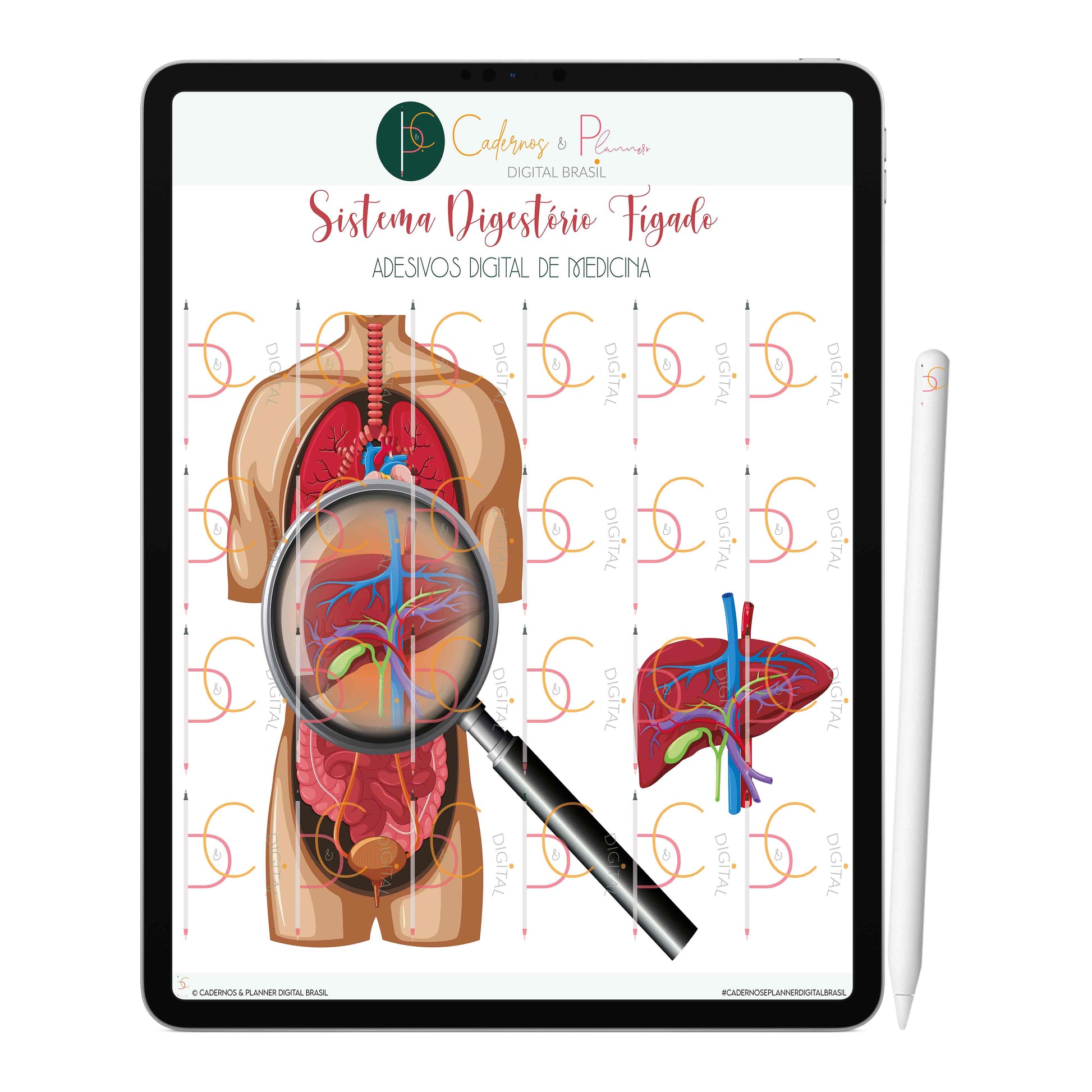 Adesivos Stickers Digital de Medicina - Sistema Digestório Fígado • iPad Tablet • GoodNotes Noteshelf