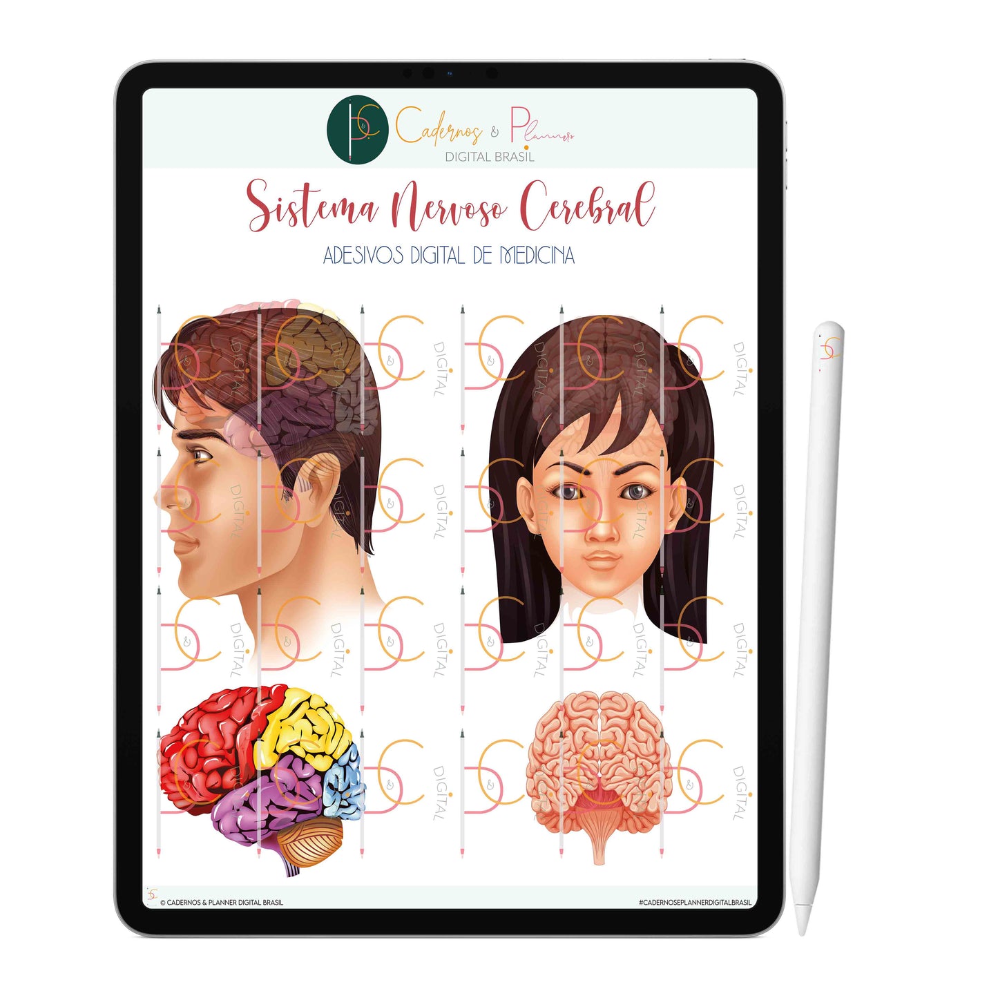 Adesivos Digital de Medicina - Sistema Nervoso Cerebral • iPad Tablet • GoodNotes Noteshelf