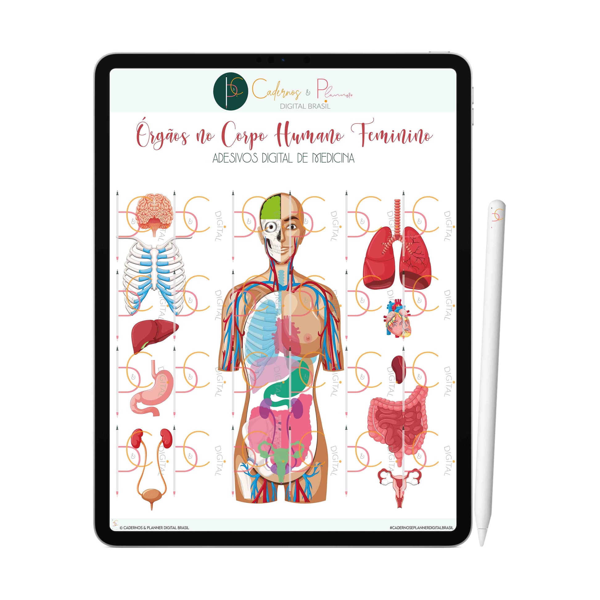 Vetor. órgãos humanos de desenho animado, que administra o medicamento. •  adesivos para a parede exames médicos, intestino, infográfico