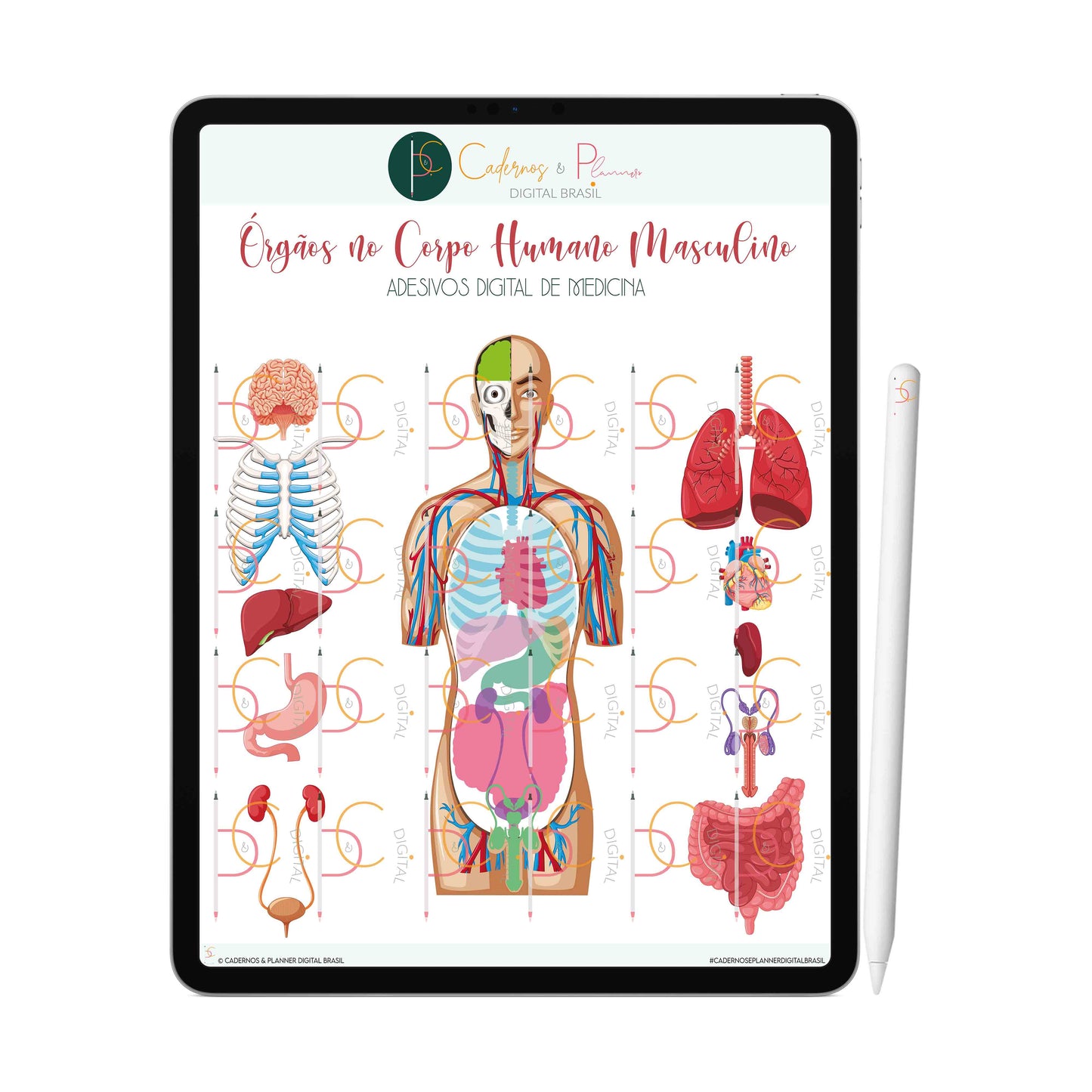 Adesivos Stickers Digital de Medicina - Órgãos no Corpo Humano Masculino • iPad Tablet • GoodNotes Noteshelf