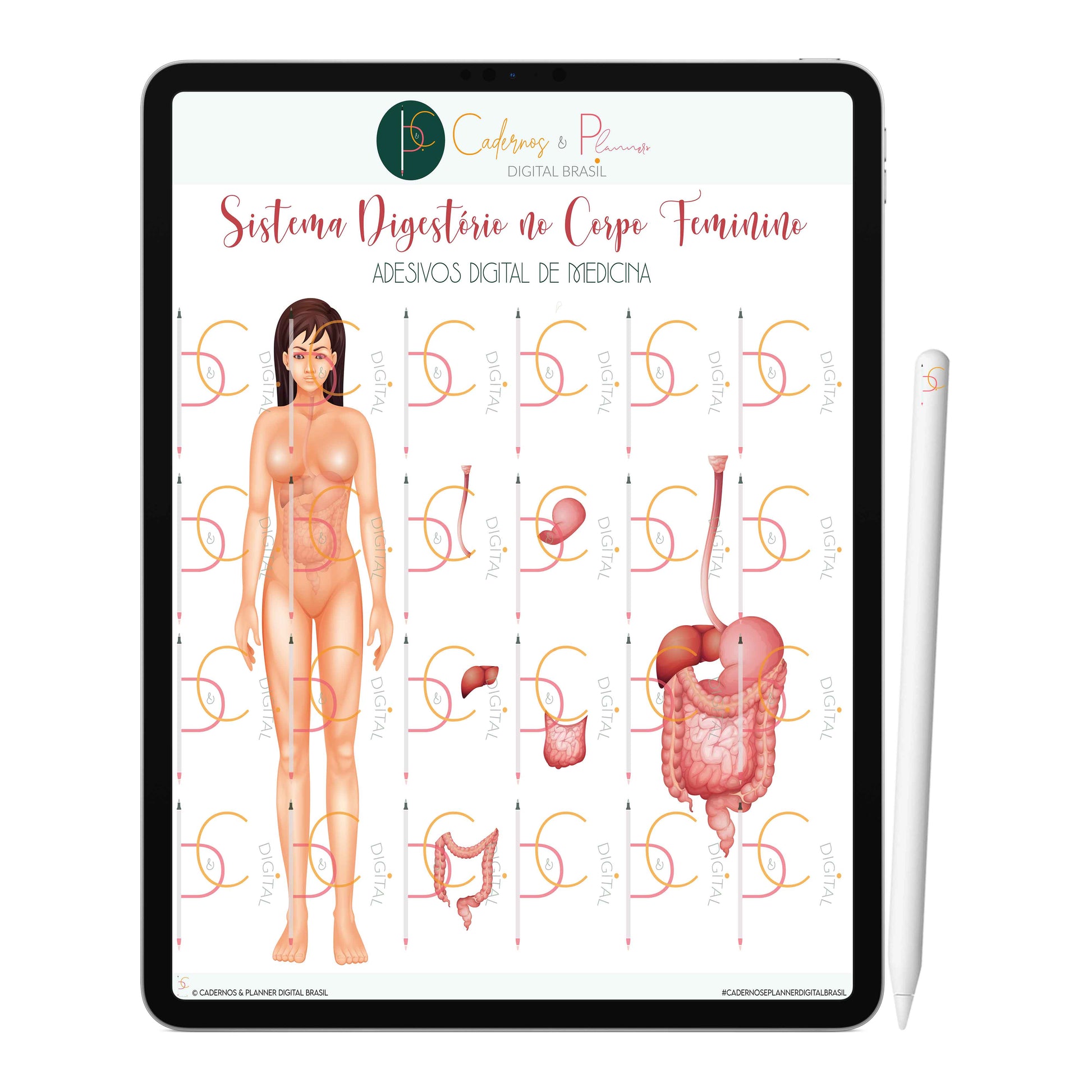 Adesivos Stickers Digital de Medicina - Sistema Digestório no Corpo Humano Feminino • iPad Tablet • GoodNotes Noteshelf
