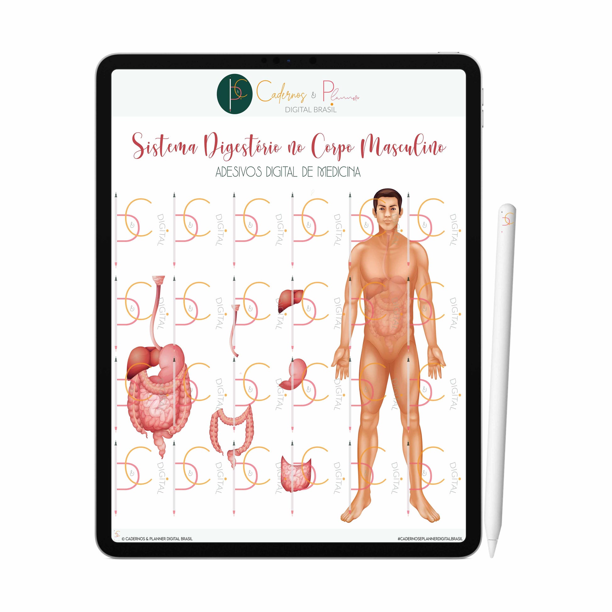 Adesivos Stickers Digital de Medicina - Sistema Digestório no Corpo Humano Masculino • iPad Tablet • GoodNotes Noteshelf