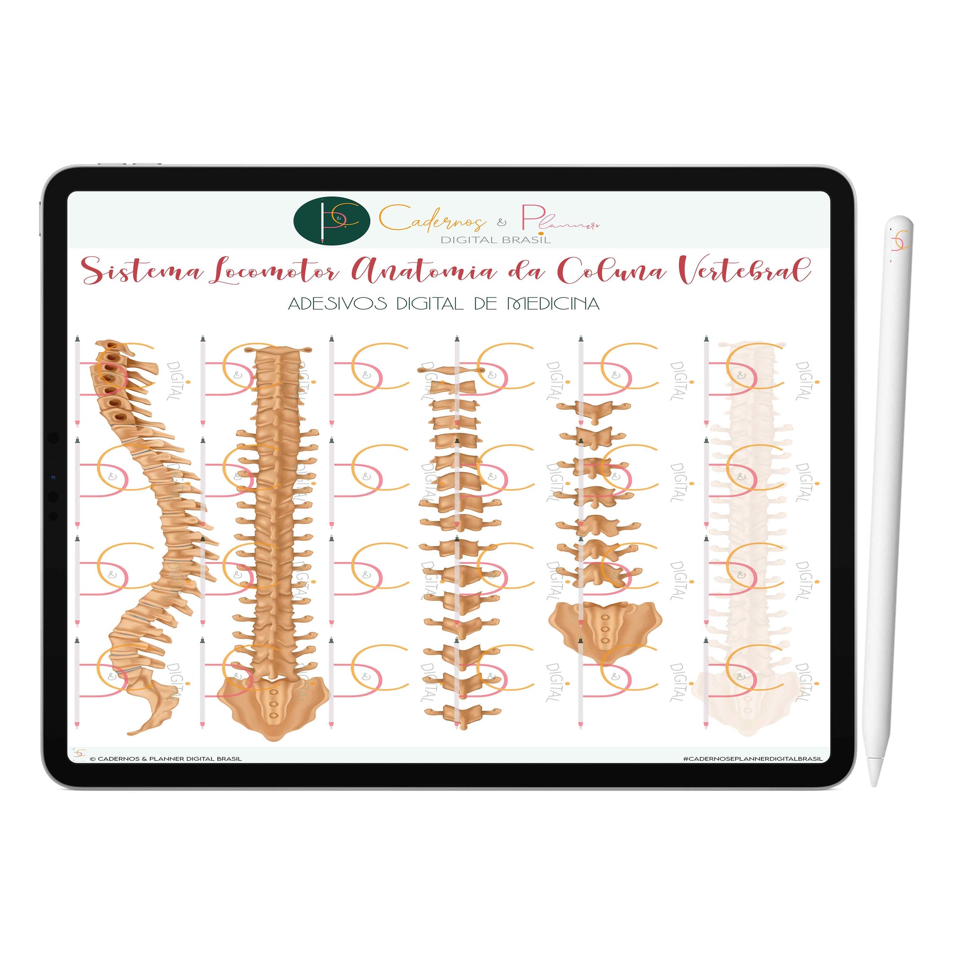Adesivos Stickers Digital de Medicina - Sistema Locomotor Anatomia Coluna Vertebral • iPad Tablet • GoodNotes Noteshelf 