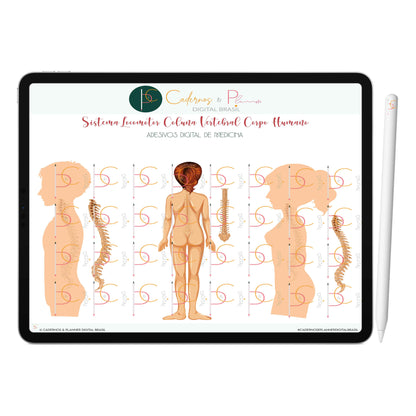 Adesivos Stickers Digital de Medicina - Sistema Locomotor Anatomia Coluna Vertebral Corpo Humano • iPad Tablet • GoodNotes Noteshelf 
