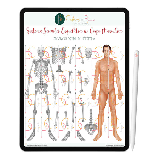 Adesivos Stickers Digital de Medicina - Sistema Locomotor Esquelético no Corpo Masculino • iPad Tablet • GoodNotes Noteshelf