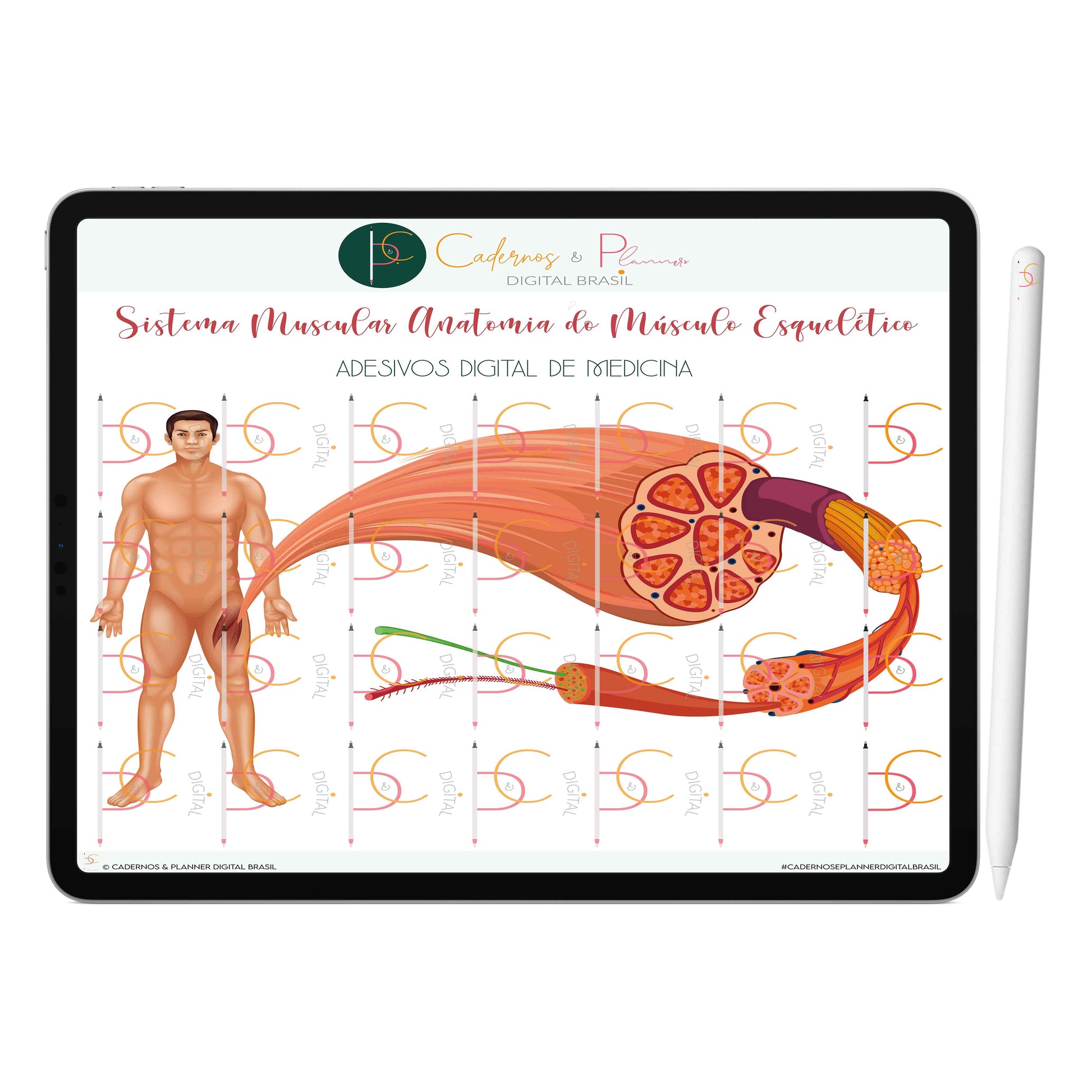 Adesivos Digital de Medicina - Sistema Muscular Anatomia do Músculo Humano Músculo Esquelético • iPad Tablet • GoodNotes Noteshelf