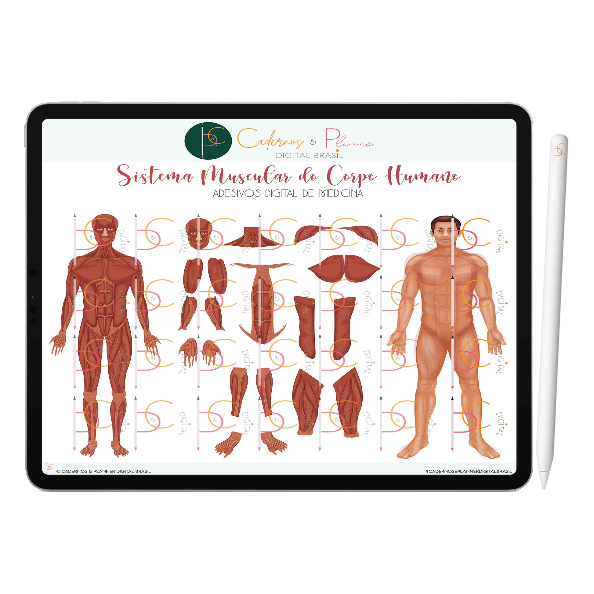 Adesivos Stickers Digital de Medicina - Sistema Muscular do Corpo Humano • iPad Tablet • GoodNotes Noteshelf