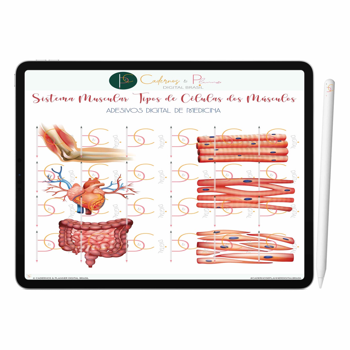 Adesivos Digital de Medicina - Sistema Muscular Anatomia do Músculo Humano Tipos de Células dos Músculos • iPad Tablet • GoodNotes Noteshelf
