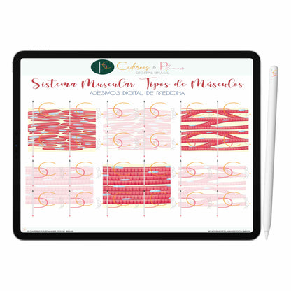 Adesivos Digital de Medicina - Sistema Muscular Anatomia do Músculo Humano Tipos de Músculos • iPad Tablet • GoodNotes Noteshelf
