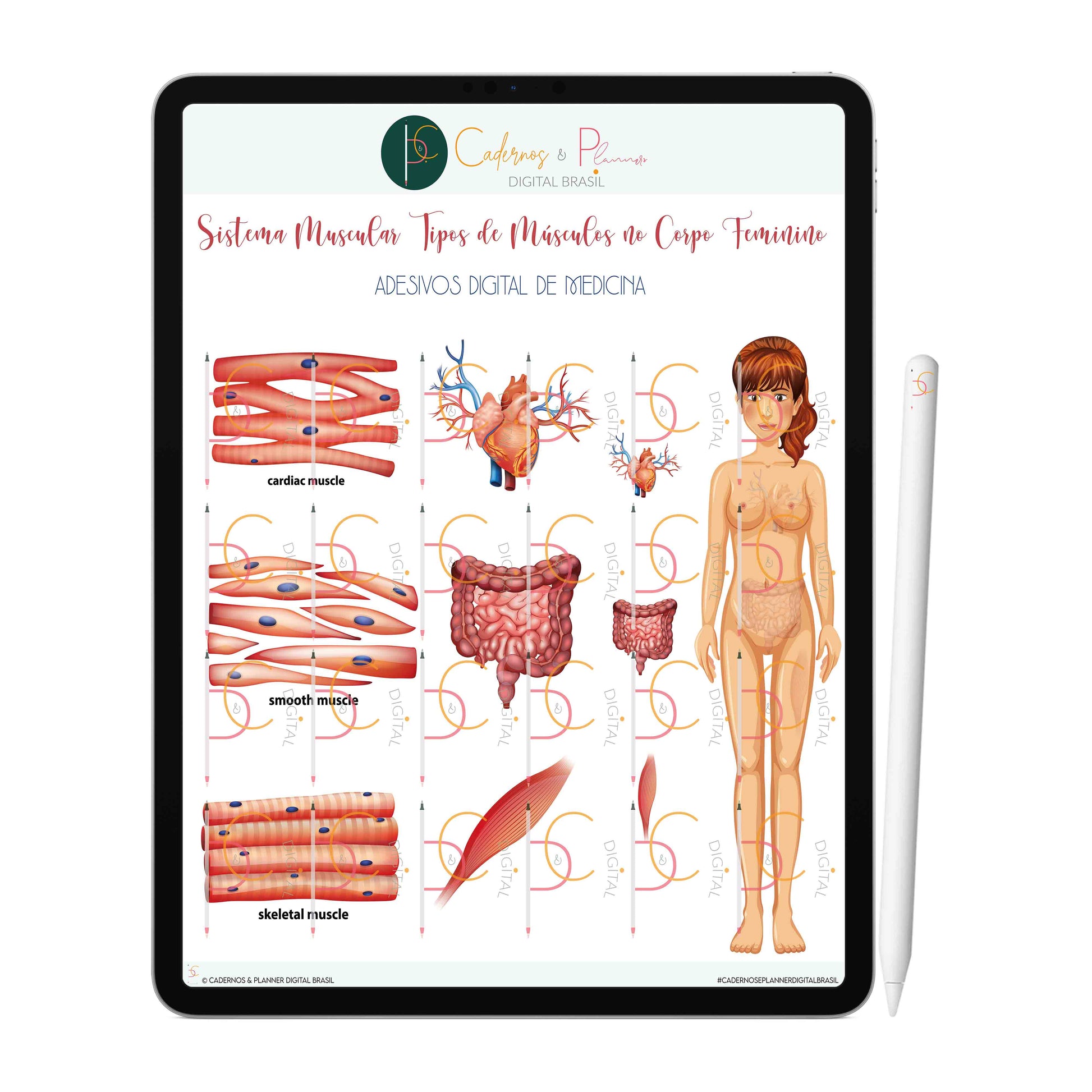 Adesivos Stickers Digital de Medicina - Sistema Muscular Tipos de Músculos no Corpo Feminino • iPad Tablet • GoodNotes Noteshelf