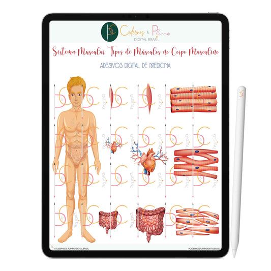 Adesivos Stickers Digital de Medicina - Sistema Muscular Tipos de Músculos no Corpo Masculino • iPad Tablet • GoodNotes Noteshelf
