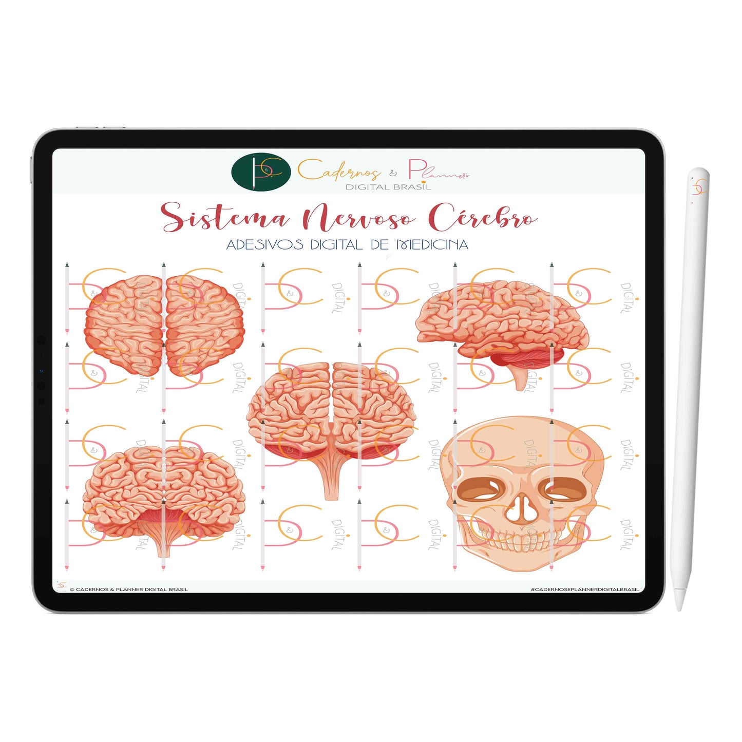 Adesivos Digital de Medicina - Sistema Nervoso Cerebral • iPad Tablet • GoodNotes Noteshelf