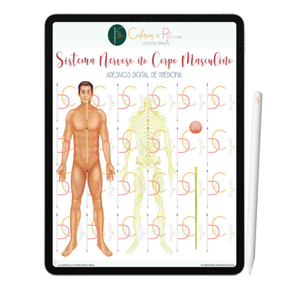 Adesivos Stickers Digital Study Medicina - Sistema Nervoso no Corpo Feminino e Masculino • iPad Tablet • Download instantâneo • 100% Sustentável